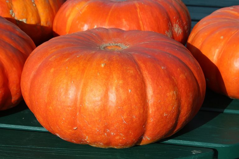 Fun Fall Events for Kids in Chicago